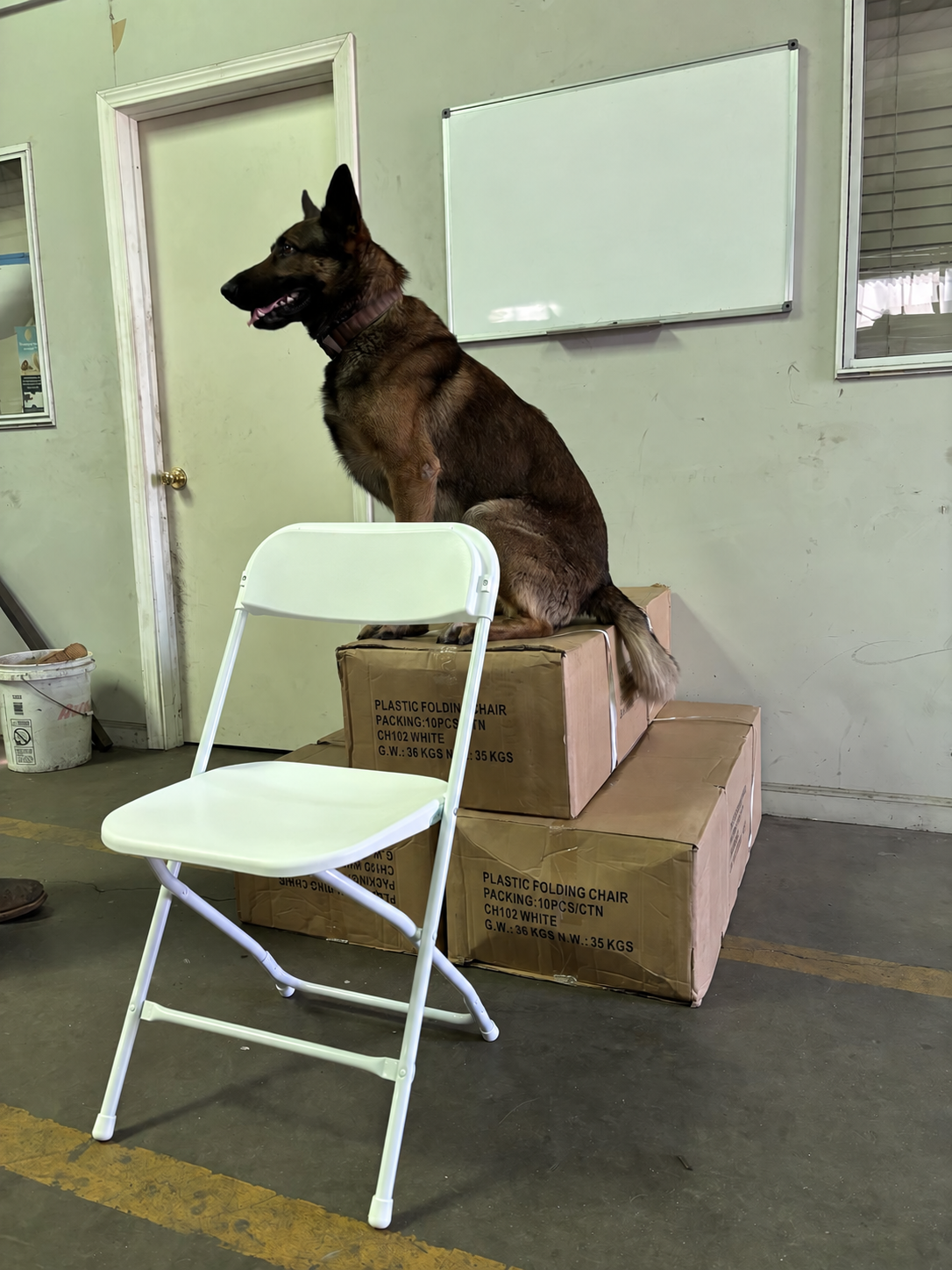 Shop dog sitting on boxes of folding chairs, with a white folding chair in front